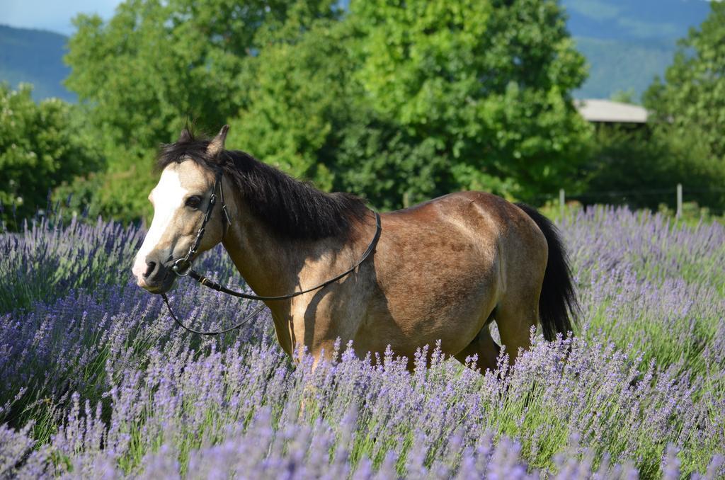 Agriturismo Domus Magna Povoletto Екстериор снимка