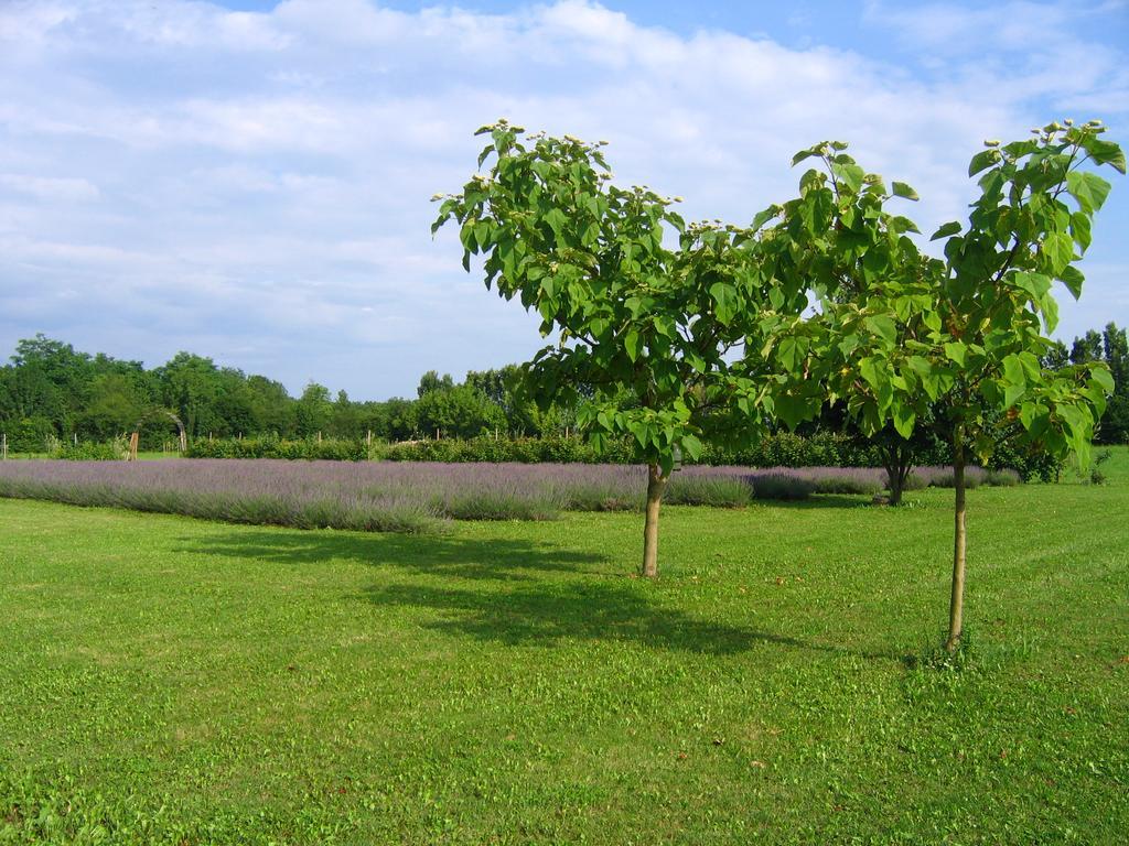 Agriturismo Domus Magna Povoletto Екстериор снимка